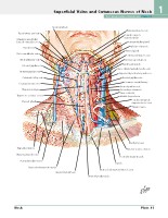 Frank H. Netter, MD - Atlas of Human Anatomy (6th ed ) 2014, page 48